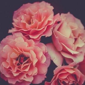 Meet your Posher, Ella